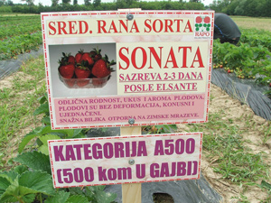 sonata jagoda