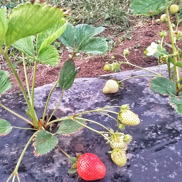 sadnice jagoda